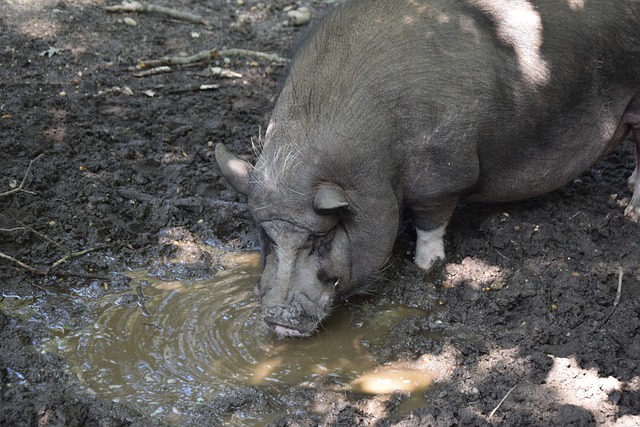 手群如小凯 手群如小凯