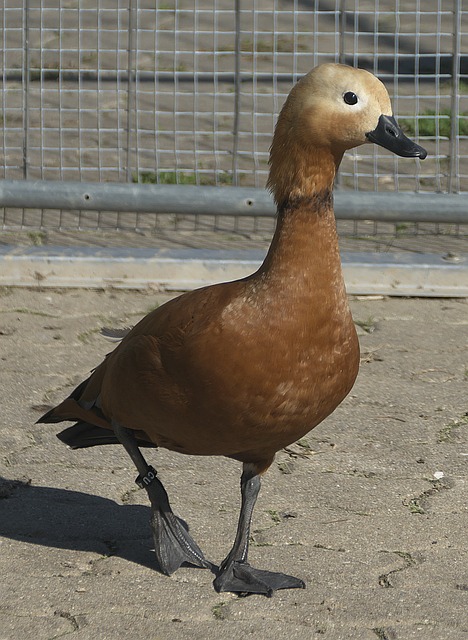 上海海港能